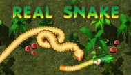 Real Snakes